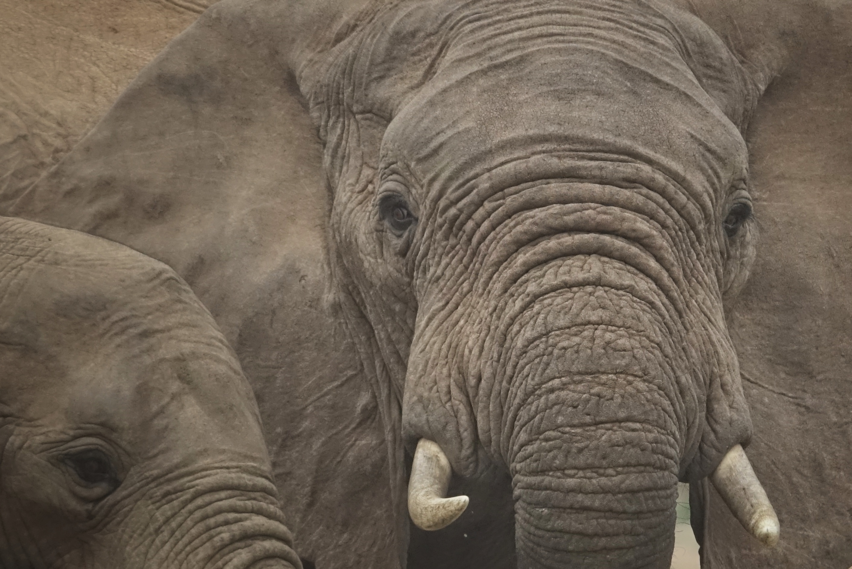 Éléphant de face